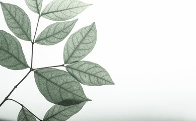 classic color leaves on mulberry paper texture for natural concept background

