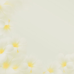 frangipani (plumeria) , sweet flowers in soft color and blur style on mulberry paper texture for background

