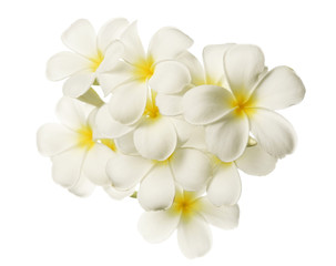 Fototapeta na wymiar white frangipani (plumeria) flowers in isolated style on white background