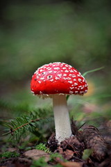 amanita muscaria