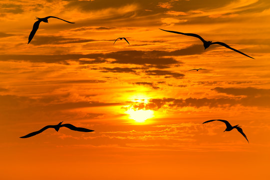 Sunset Birds Flying