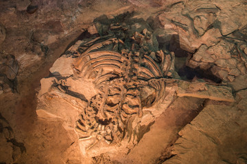 Dinosaur fossil,Skeleton of dinosaur fossil,Old dinosaur fossil,Dinosaur Fossil in rock and sand