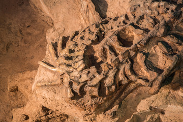 Dinosaur fossil,Skeleton of dinosaur fossil,Old dinosaur fossil,Dinosaur Fossil in rock and sand