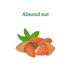 Almond with leaves. Vector illustration of a handful of almond nut isolated on white background it can be used as packaging design element, printing brochures on healthy and vegetarian diet