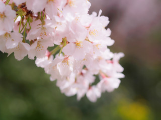 桜の一房
