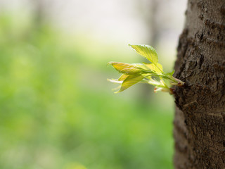 桜の木の新芽
