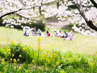 菜の花と桜とお花見する人々
