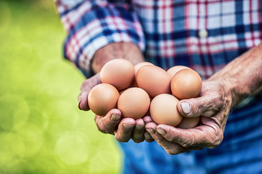 Eggs in hands. Close up of skillful old farmer holding chicken eggs.