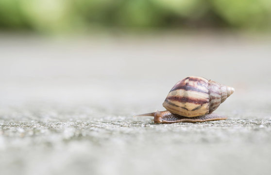 Closeup a snail moving on street floor in the outdoor textured background
