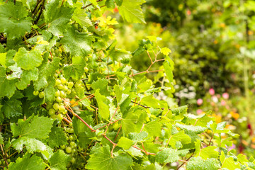 Beautiful vine with green grapes clusters in vineyard, grape harvest in autumn.