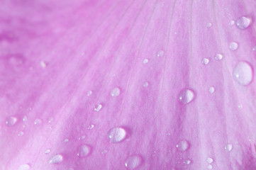 Drop of water on the Flower