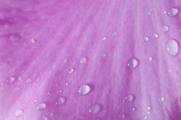 Drop of water on the Flower