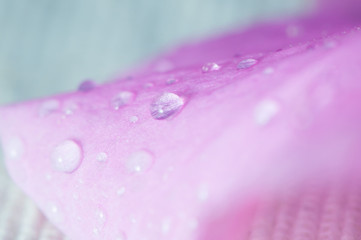 Drop of water on the Flower