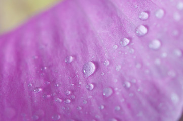 Drop of water on the Flower