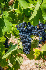 Raisin sur pied de vignes dans la vall&eacute;e du Rh&ocirc;ne
