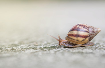 Closeup a snail moving on street floor in the outdoor textured background