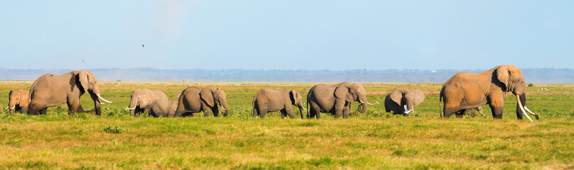 Naklejka na ściany i meble Panorama of elephants walking in the grass in Amboseli national