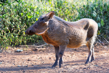 Warthog in the grass of Masai Mara, Kenya