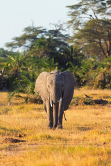 Portrait of an elephant. Shot at sunset in Amboseli National Par