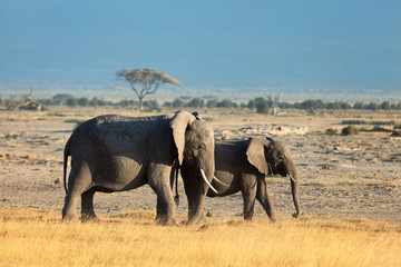 Fototapeta na wymiar Group of elephants shot in Amboseli park, Kenya