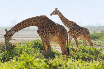 Obraz premium Two giraffes wallking in the grass in Amboseli, Kenya