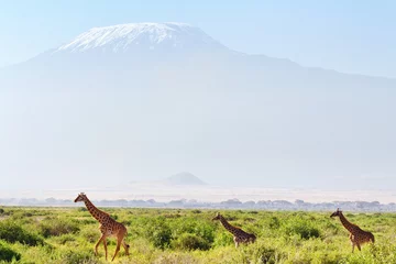 Papier Peint photo autocollant Kilimandjaro Giraffes in front of Kilimanjaro at the background shot at Ambos