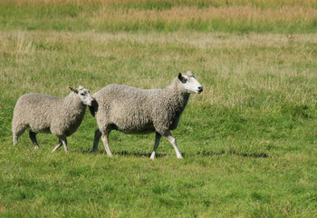 Grey karakul sheep walking in a field. 