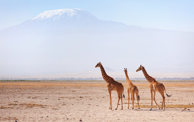 Three giraffes in front of Kilimanjaro at the background shot at