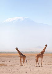 Two giraffes in front of Kilimanjaro at the background shot at A