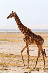 Portrait of giraffe in Amboseli, Kenya. Group of elephants on ba