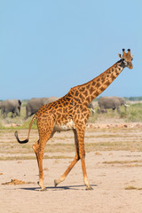 Portrait of giraffe in Amboseli, Kenya. Group of elephants on ba