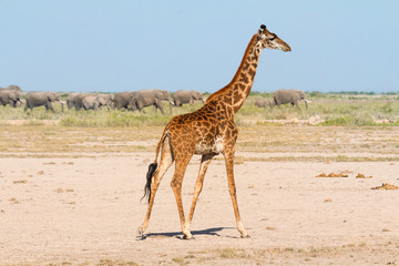 Giraffe in Amboseli, Kenya. Group of elephants on background