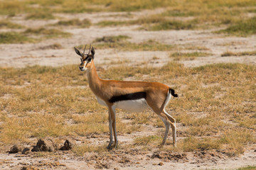 Young Male Impala in Amboseli National Park, Kenya