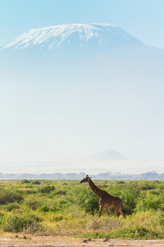 Giraffes in front of Kilimanjaro at the background shot at Ambos