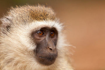 Obraz premium Black face monkey (vervet monkey) in Amboseli, Kenya. Horizontal