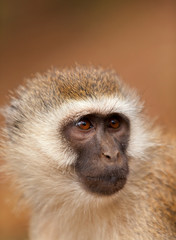 Obraz premium Black face monkey (vervet monkey) in Amboseli, Kenya. Vertical s