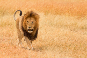Male lion walking in grass in Masai Mara, Kenya. Horizontal port
