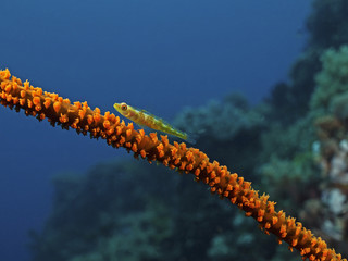 Large Whip Goby, Peitschen-Zwerggrundel (Bryaniops amplus)