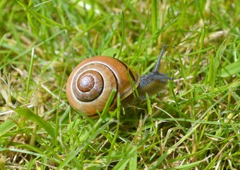 Brown Snail with The Shell Cravling on The Green Grass