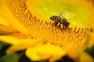 Sunflower and bee closeup background and texture
