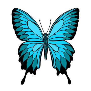 Vector butterfly. Butterfly Papilio blumei. Blue Mountain Swallo