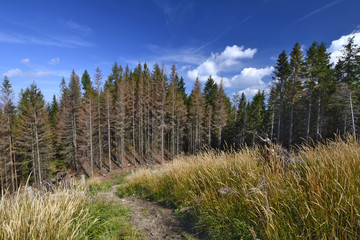 ściezka w wysokiej trawie na tle lasu