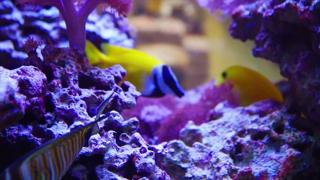 beautiful vivid Sailfin Tang and One Spot Foxface fish swim among coral reef closeup shot