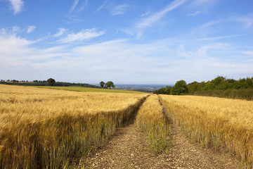 Obraz premium tyre tracks in barley