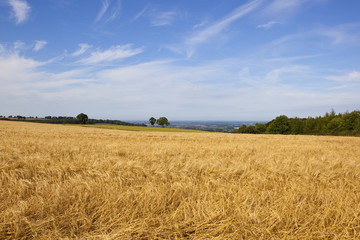 ripe barley