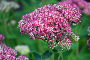 Stonecrops, Crassulaceae sedum herbstfreude. 