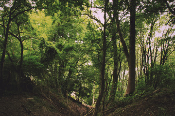 View through English woodland in the summer Vintage Retro Filter