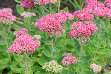 Flowers of Stonecrops, Crassulaceae sedum herbstfreude. 
