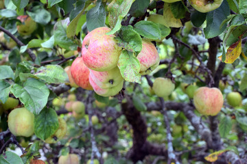 Apples in apple tree