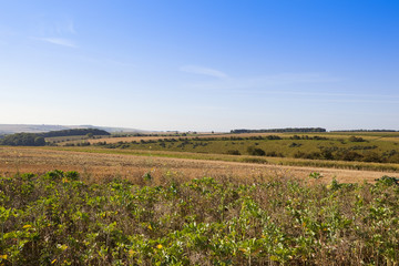 farming landscape in late summer